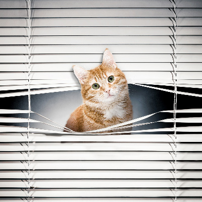 Store intérieur fenêtre pour chat roux