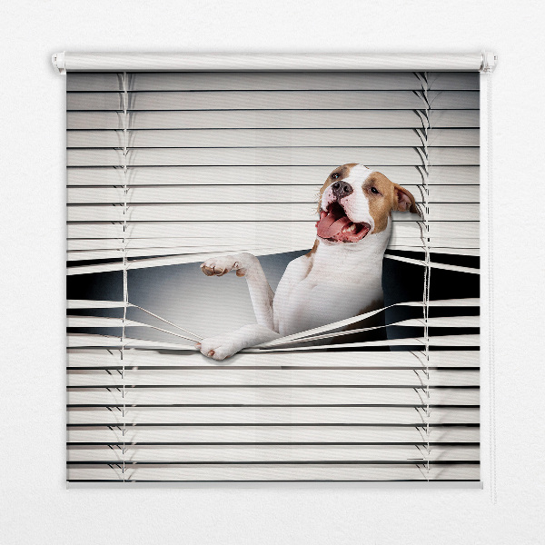 Store enrouleur chien