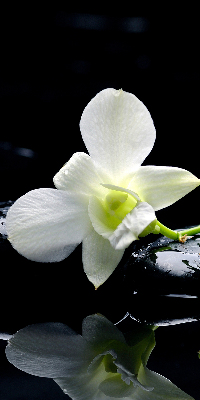 Store occultant fenêtre avec motif orchidées et finition élégante