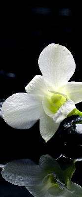 Store occultant fenêtre avec motif orchidées et finition élégante