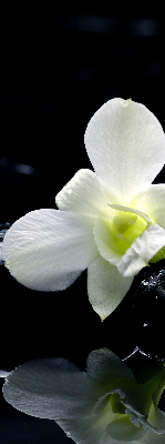 Store occultant fenêtre avec motif orchidées et finition élégante