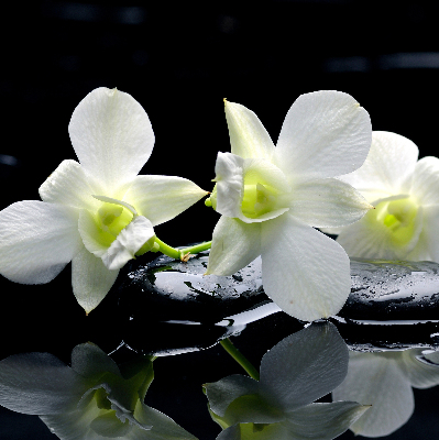 Store occultant fenêtre avec motif orchidées et finition élégante