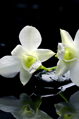 Store occultant fenêtre avec motif orchidées et finition élégante