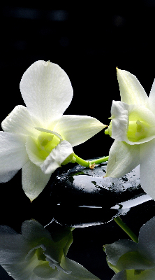 Store occultant fenêtre avec motif orchidées et finition élégante