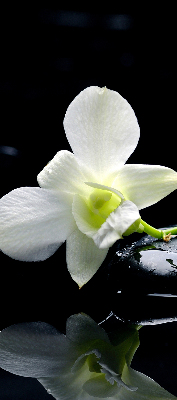 Store occultant fenêtre avec motif orchidées et finition élégante