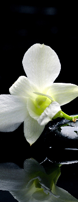 Store occultant fenêtre avec motif orchidées et finition élégante