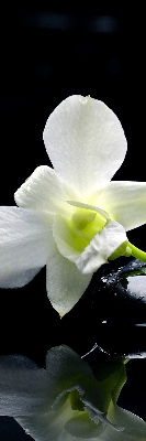 Store occultant fenêtre avec motif orchidées et finition élégante