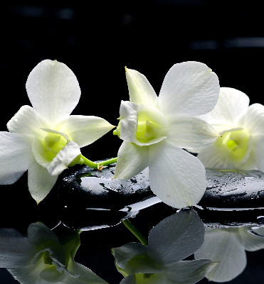 Store occultant fenêtre avec motif orchidées et finition élégante