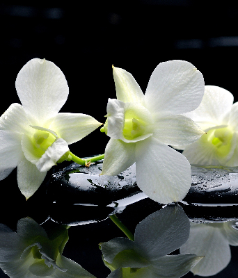 Store occultant fenêtre avec motif orchidées et finition élégante