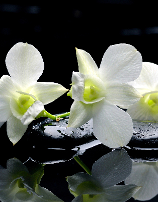 Store occultant fenêtre avec motif orchidées et finition élégante