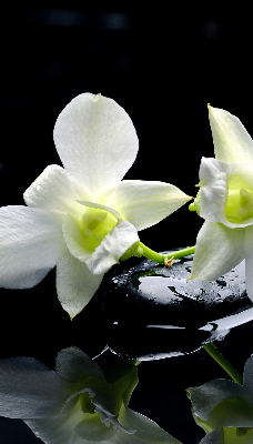 Store occultant fenêtre avec motif orchidées et finition élégante