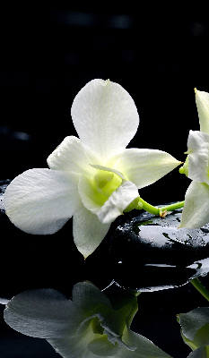 Store occultant fenêtre avec motif orchidées et finition élégante