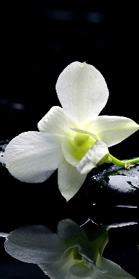 Store occultant fenêtre avec motif orchidées et finition élégante