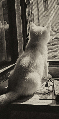 Store enrouleur occultant des chats à la fenêtre