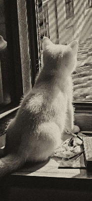Store enrouleur occultant des chats à la fenêtre
