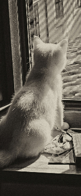 Store enrouleur occultant des chats à la fenêtre