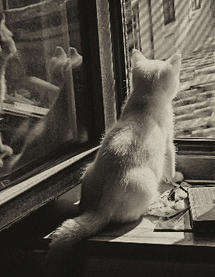 Store enrouleur occultant des chats à la fenêtre