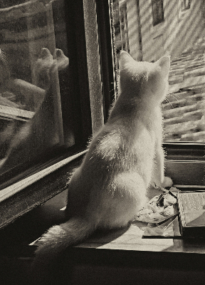 Store enrouleur occultant des chats à la fenêtre