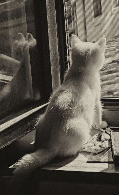 Store enrouleur occultant des chats à la fenêtre