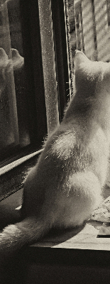 Store enrouleur occultant des chats à la fenêtre