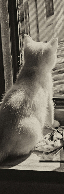 Store enrouleur occultant des chats à la fenêtre
