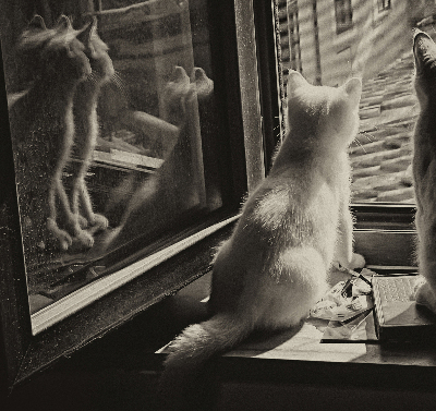 Store enrouleur occultant des chats à la fenêtre