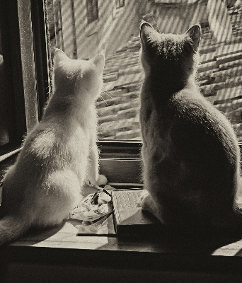 Store enrouleur occultant des chats à la fenêtre