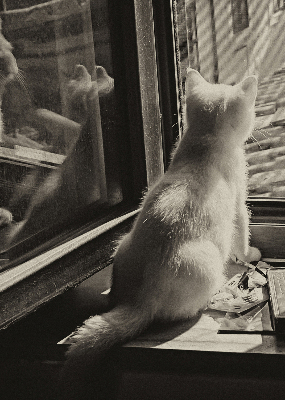 Store enrouleur occultant des chats à la fenêtre
