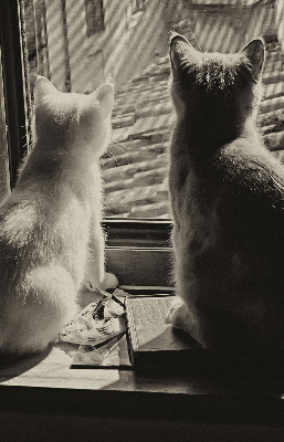 Store enrouleur occultant des chats à la fenêtre
