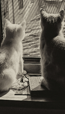 Store enrouleur occultant des chats à la fenêtre