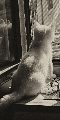 Store enrouleur occultant des chats à la fenêtre
