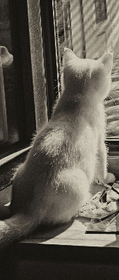 Store enrouleur occultant des chats à la fenêtre