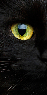 Store occultant fenêtre yeux de chat