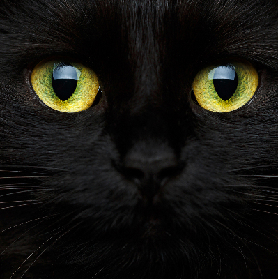 Store occultant fenêtre yeux de chat