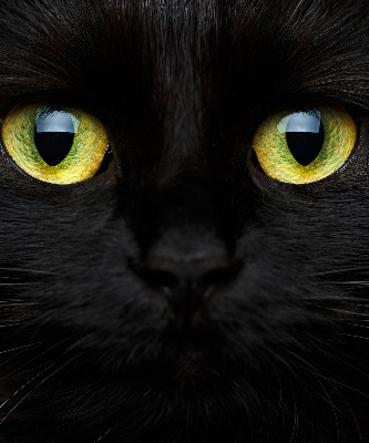Store occultant fenêtre yeux de chat