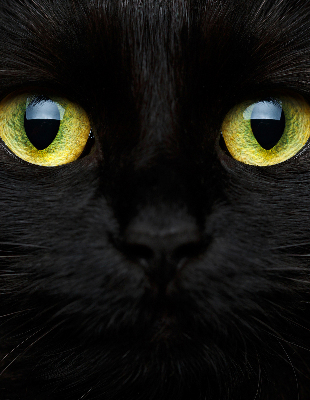 Store occultant fenêtre yeux de chat