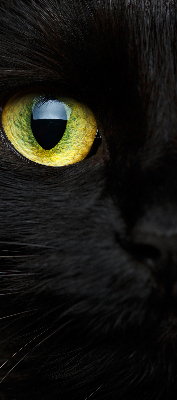 Store occultant fenêtre yeux de chat