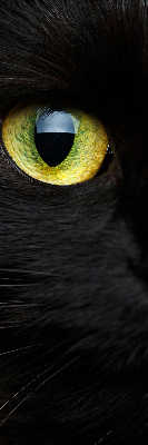 Store occultant fenêtre yeux de chat