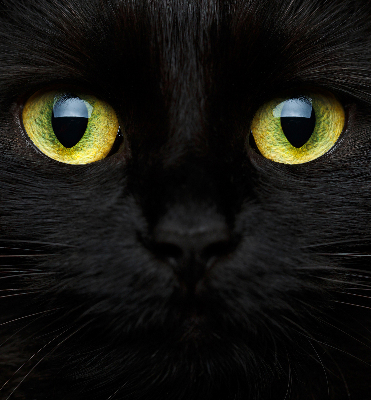 Store occultant fenêtre yeux de chat