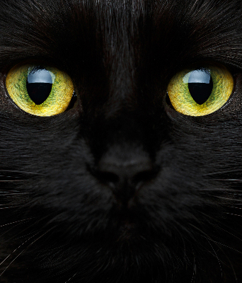 Store occultant fenêtre yeux de chat