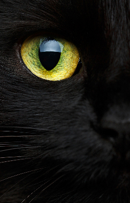 Store occultant fenêtre yeux de chat