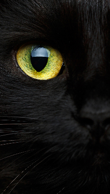 Store occultant fenêtre yeux de chat