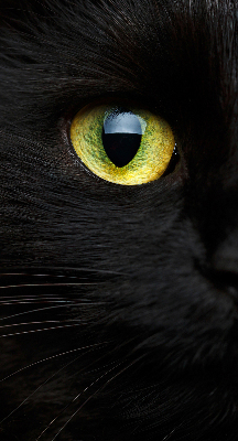 Store occultant fenêtre yeux de chat