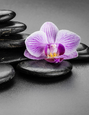 Store occultant fenêtre avec motif orchidée sur les pierres