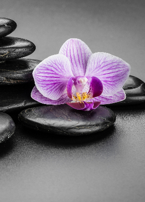 Store occultant fenêtre avec motif orchidée sur les pierres