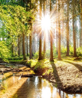 Store occultant fenêtre le soleil qui brille à travers les arbres