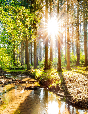 Store occultant fenêtre le soleil qui brille à travers les arbres