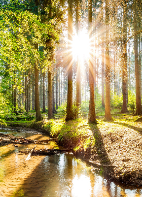 Store occultant fenêtre le soleil qui brille à travers les arbres