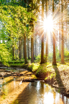 Store occultant fenêtre le soleil qui brille à travers les arbres