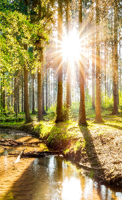 Store occultant fenêtre le soleil qui brille à travers les arbres